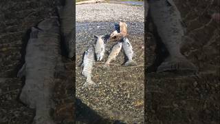 Catching GIANT Fish fishing salmon bigfish [upl. by Sofer]