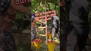 Cosecha de durazno suscribetealcanal agricultura [upl. by Ymas]