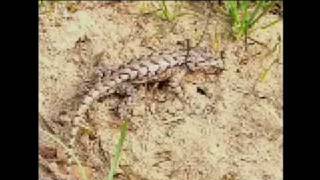 Lizards Show Evolution in Action [upl. by Ecahc]