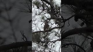 Coopers Hawk scratches its wing [upl. by Milty762]