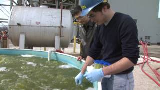 Turning Algae Into Fuel [upl. by Cameron]