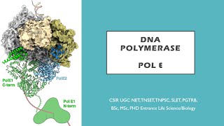 DNA polymerase epsilon Pol ε Tamil CSIR NET TNSET GATE  PGTRB BSc MSc PhD [upl. by Alcus]