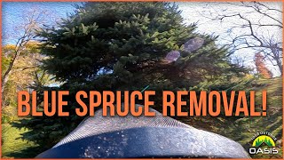 Blue Spruce Straight Forward Removal [upl. by Yrro]