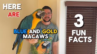 3 Fun Facts About Blue And Gold Macaws [upl. by Bina]