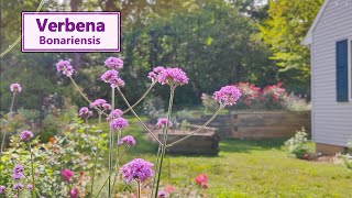 The incredible bloom power of Verbena bonariensis [upl. by Oicnoel]