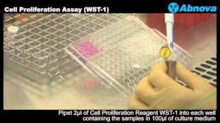 Cell Proliferation Assay WST1 [upl. by Ynnhoj]