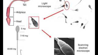 SWIMMING SPERMATOZOA IN SEMEN [upl. by Akino]