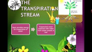 Transpiration IB Biology [upl. by Arakihc]