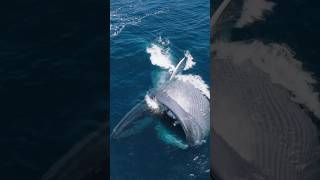 🐋 Whats That White Stuff in a Whale’s Mouth  Unbelievable Ocean Facts shorts facts [upl. by Aiksa300]