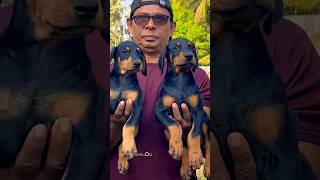 Doberman Puppies for Sale  💥 [upl. by Marj]