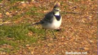 Lavandera blanca  Motacilla alba [upl. by Naed]