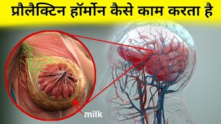 प्रौलैक्टिन हॉर्मोन कैसे काम करता है  working of prolactin hormone [upl. by Bledsoe963]