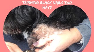 Havanese Nail trimming dark nails two ways [upl. by Christye]