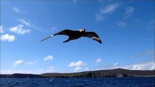 Fulmar juvenile flying alongside boat [upl. by Gloriane]