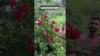 Lagerstroemia indica red and white combined plants flowers tree shortsvideo shorts [upl. by Adelaja]