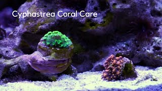 Cyphastrea Coral Care Tips [upl. by Ycniuqed]