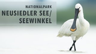 Nationalpark Neusiedler SeeSeewinkel  Fauna und Tierfotografie [upl. by Trebo]