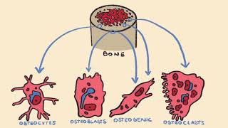 Bone Formation amp Endochondral Ossification [upl. by Jade]