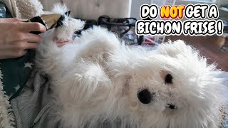 6 Reasons Why you should NOT get a Bichon Frise Puppy [upl. by Anos]