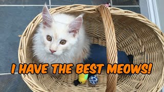 Oscar the Maine Coon cats special meowing [upl. by Oznohpla814]