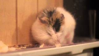 Super cute roborovski dwarf hamster clumsy wake up after sleep [upl. by Adiell]