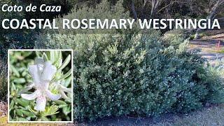 COASTAL ROSEMARY Westringia fruticosa rosmarinus Facts Plant Care Propagation Coto de Caza CA [upl. by Atnad]