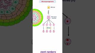 Microsporogenesis and formation of Pollen grain neetrankers neetmotivation neetpreparation neet [upl. by Eibrab672]