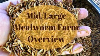 Better than SelfSorting Home Mealworm Farm Overview [upl. by Airtap]