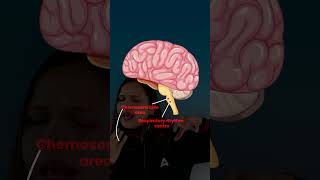 How Does Your Brain Control Breathing While You Sleep breathingmechanism respiratorysystem [upl. by Htaras]