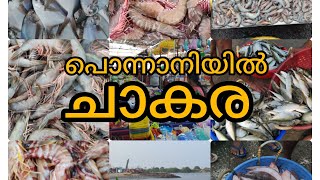 ponnani fishing harbour പൊന്നാനിയിൽ ചാകര മീൻ ലേലം ചെയ്തു വാങ്ങാം വിലക്കുറവിൽ [upl. by Dagmar]