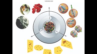 Explicación de la variabilidad biológica [upl. by Maia]