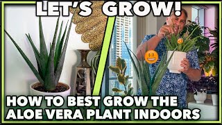 HOW TO GROW ALOE VERA PLANT INDOORS [upl. by Ordisy902]