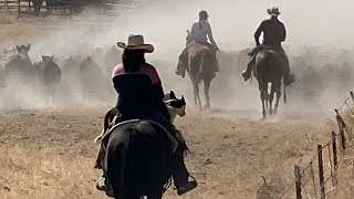 Weaning Day Gathering  Driving  Sorting Teaming with Stock Dogs  Horses  Stockmanship [upl. by Chilton]