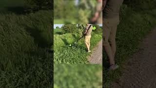 Extreme Lawn Care Mowing Tall Grass and Transforming Overgrown Yards [upl. by Nussbaum261]