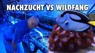 Nachzucht vs Wildfang  Das ist meine Meinung [upl. by Merkle]