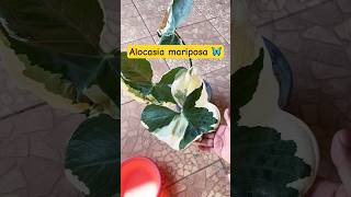 Conoce la alocasia mariposa o alocasia Mickey mause plantas alocasia plantasornamentales [upl. by Onairam]