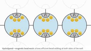 Efficient washing of magnetic beads [upl. by Kristof874]