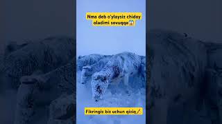 Videoga like bosib ketamiz kanalga obuna bo‘ling respect animals sigirlar buqalar respect [upl. by Kerwinn]