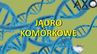 8 Jądro komórkowe [upl. by Gotthelf104]