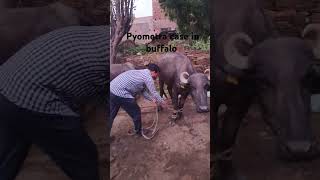 Pyometra case in buffalo shorts viralvideos viralshort trending veterinary buffalo [upl. by Joey541]