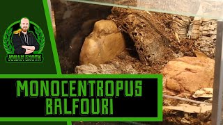 Monocentropus balfouri Terrarium Setup Socotra Island Blue Baboon Tarantula  JOHAN EXOTIC [upl. by Skipp134]