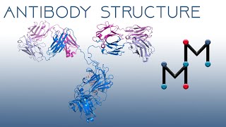 Antibody Structure The Immunoglobulin Fold and AntibodyAntigen Interactions [upl. by Eiramnna838]