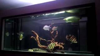 Datnoid  Bichir  Cichla  Arowana community tank [upl. by Deena49]