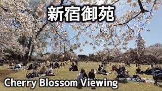 【新宿御苑】桜・Cherry blossoms TOKYO Shinjuku Gyoen 20192K 1440p [upl. by Ybhsa501]