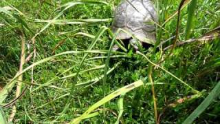 tortue Testudo Weissingeri sauvage du Péloponnèse [upl. by Jannel]