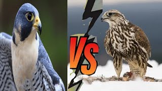 Peregrine Falcon Vs Saker Falcon The Neck Breaker Birds of Pray [upl. by Elvina]