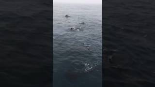 Longfinned pilot whales on our expedition towards Iceland [upl. by Cantone]