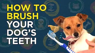 How to Brush Your Dogs Teeth  VetVid Dog Care Video [upl. by Niwri81]