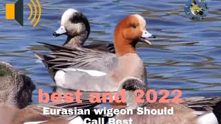 Eurasian wigeon Should Call Best [upl. by Alyar]