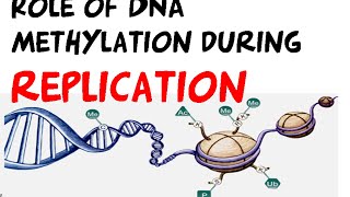 DNA methylation in DNA replication regulation [upl. by Jilly]